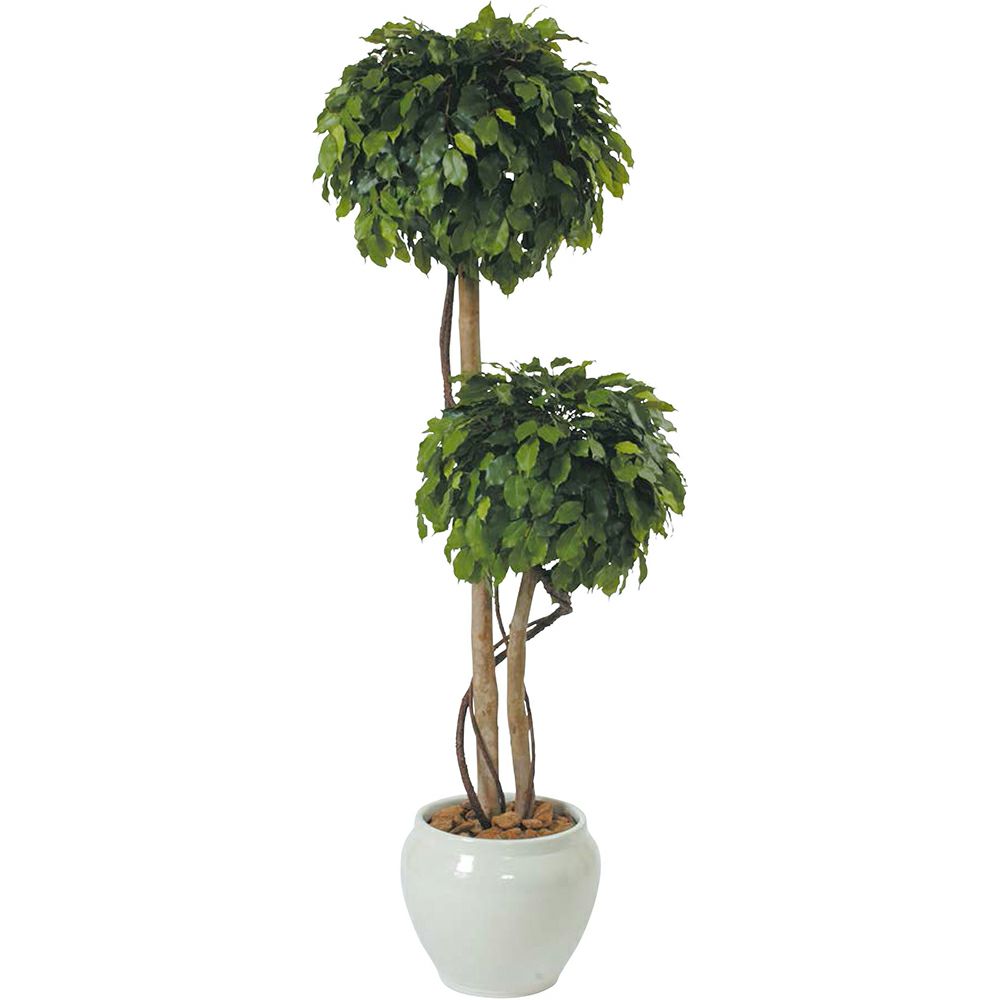 ベンジャミントピアリー2コ玉