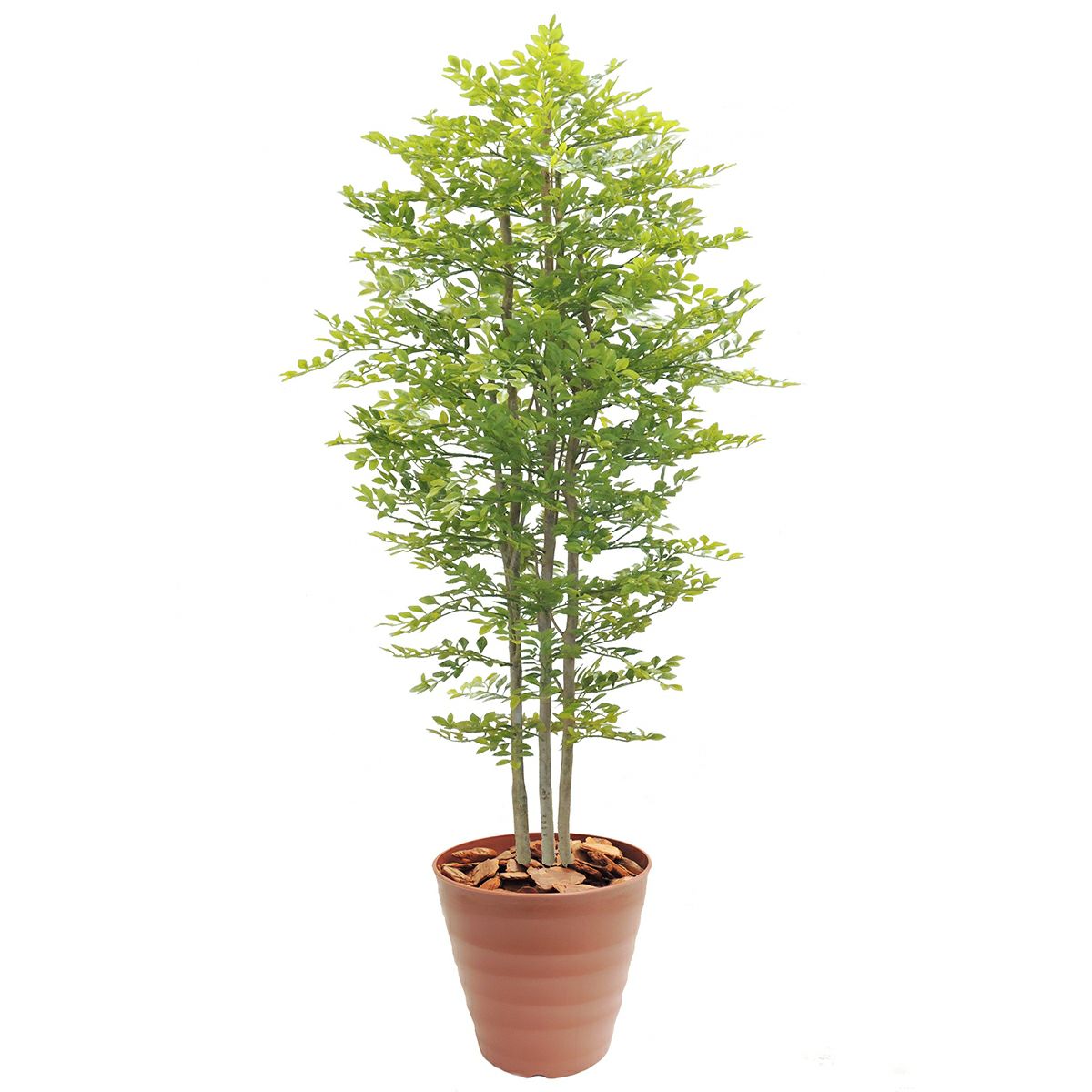 ゴールデンH1800mm