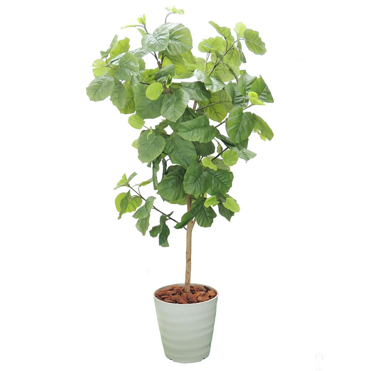 ウンベラータH1800mm