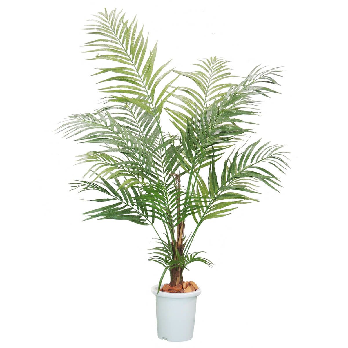 アレカパームH1500mm