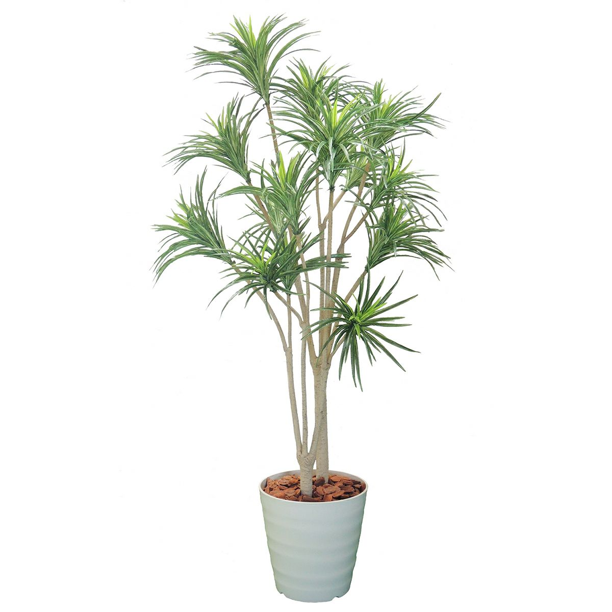 ドラセナコンシンネH1800mm